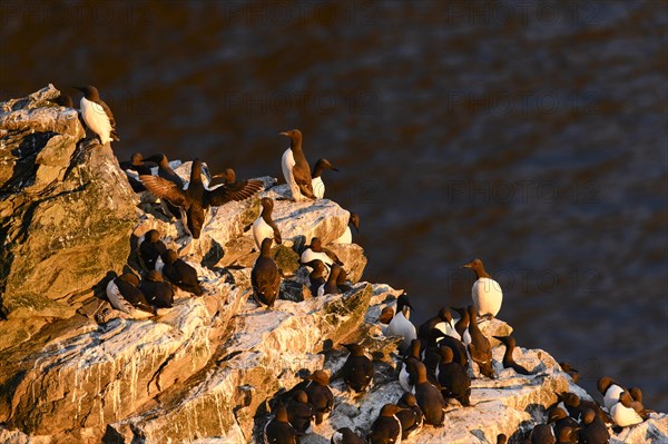 Common Guillemot (Uria aalge) colony