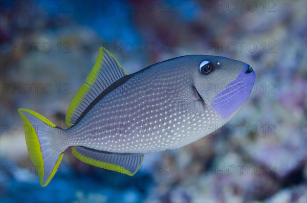 Gilded Triggerfish (Xanthichthys auromarginatus)