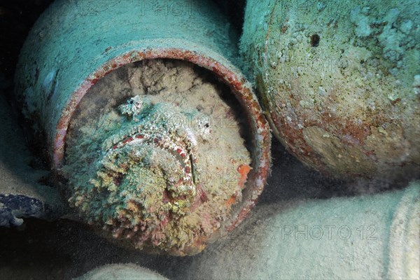 Reef stonefish (Synanceia verrucosa) in amphora