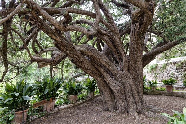 Probably the oldest tree of Majorca