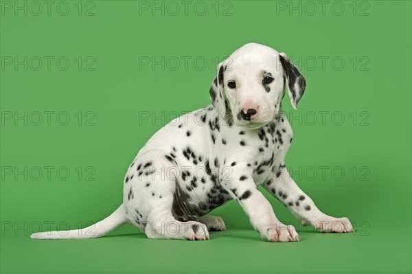 Dalmatian puppy