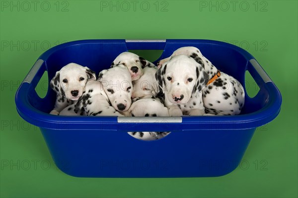 Dalmatian puppies