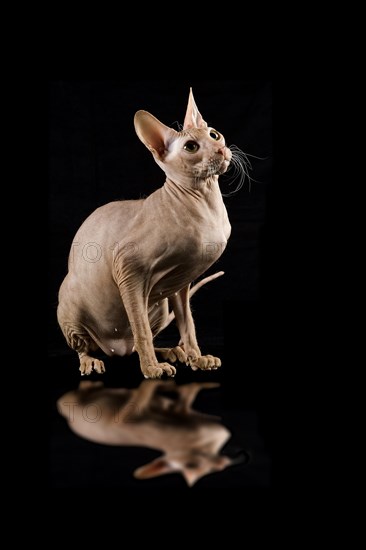 Peterbald cat