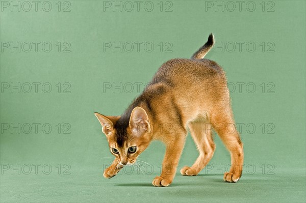 Abyssinian kitten