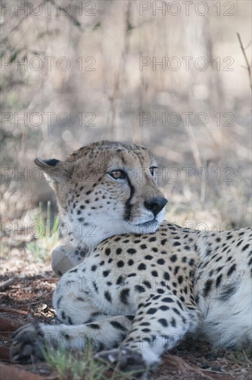 Cheetah (Acinonyx jubatus) with a radio-telemetry transmitter collar resting in the shadow