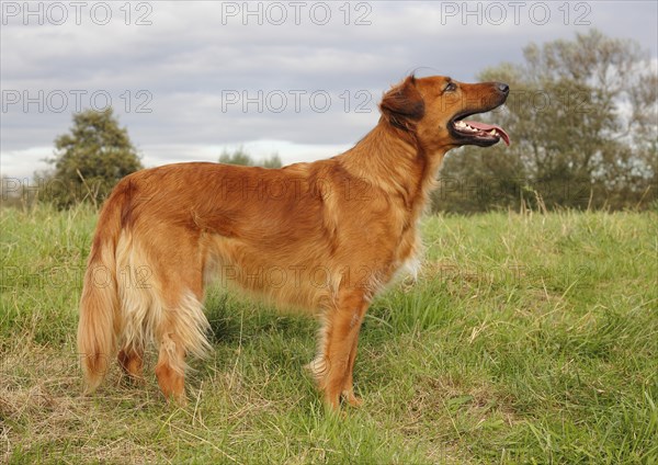 Collie Podenco mix