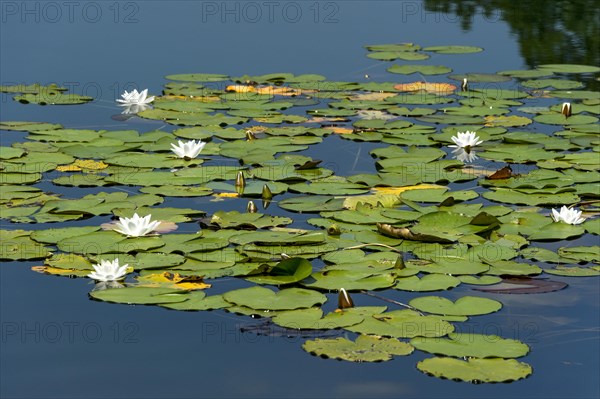 White water lilies (Nymphaea alba)