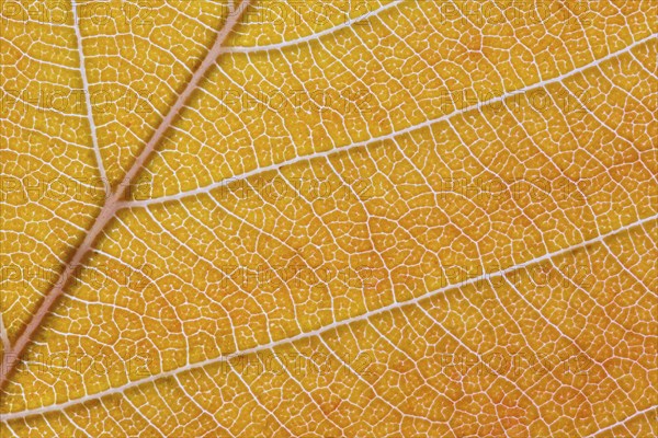 Macro shot of the lamina of a tree leaf