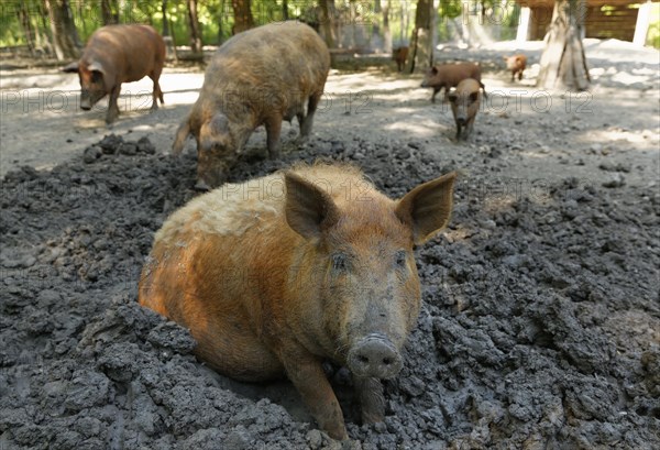 Mangalitsa or Mangalitza pig