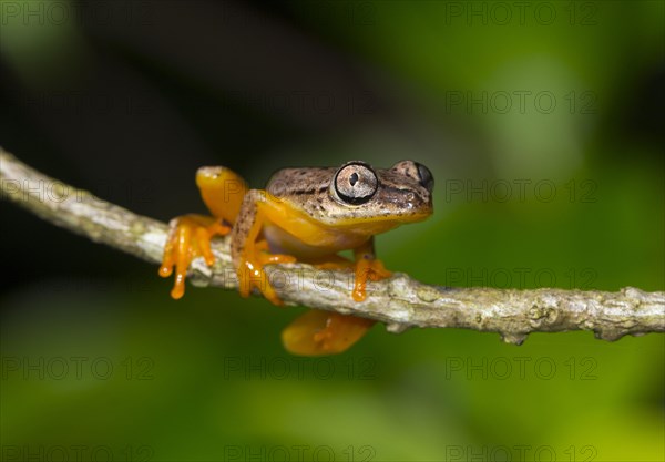 Spotted Madagascar Reed Frog (Heterixalus punctatus)
