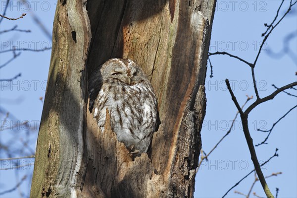 Tawny Owl (Strix aluco)