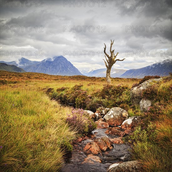 A lone tree