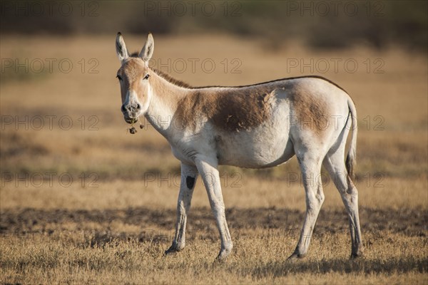 Onager or Asiatic wild ass (Equus hemionus)