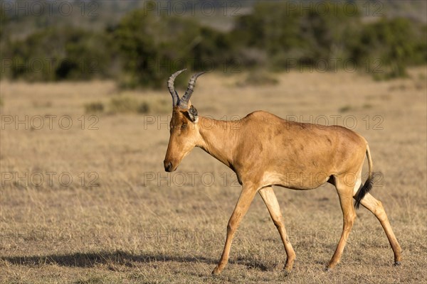 Coke's Hartebeest (Alcelaphus buselaphus cokii) adult