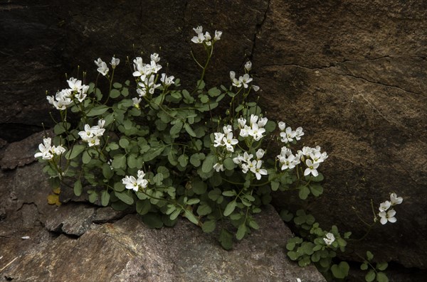 A bitter-cress