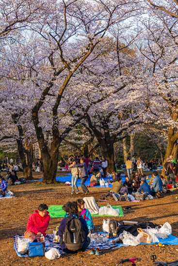 Japanese picnic under cherry blossoms in Yoyogi Park at Hanami Fest