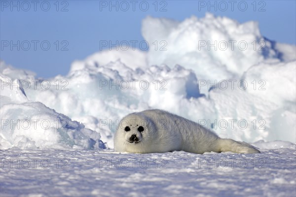 Harp Seal or Saddleback Seal (Pagophilus groenlandicus