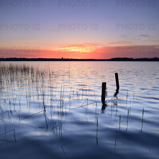 Reeds and poles in the lake at sunrise