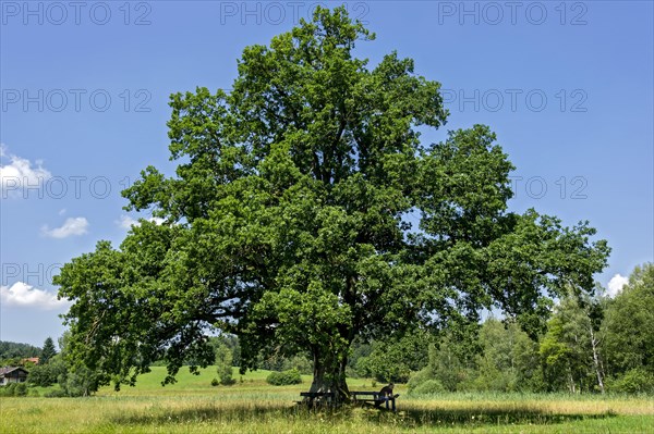 Oak (Quercus)