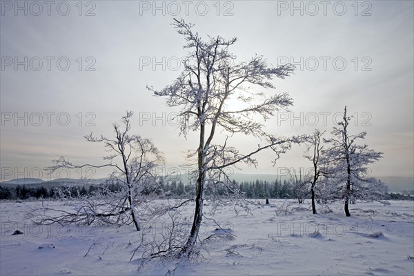 Winter landscape