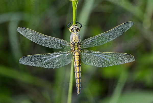 Black-tailed Skimmer dragonfly (Orthetrum cancellatum)