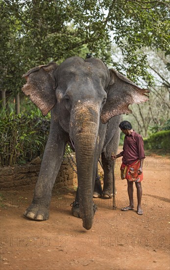 Asian Elephant (Elephas maximus)