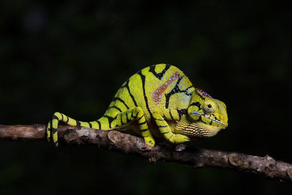 Glam-rock chamaleon (Furcifer timoni)