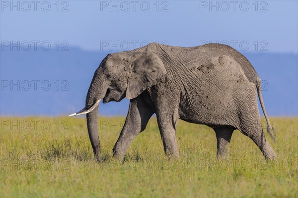 African elephant (Loxodonta africana) walking in savanna