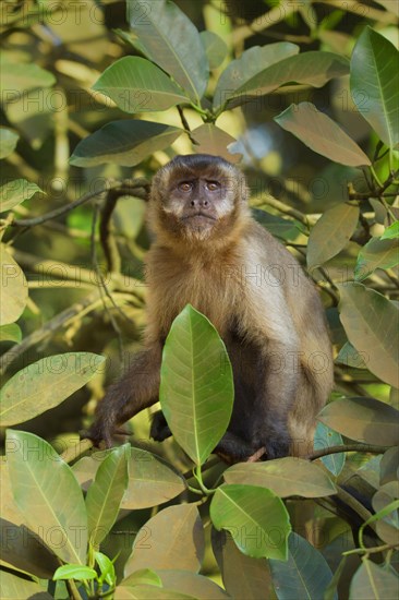 Tufted Capuchin (Cebus apella)