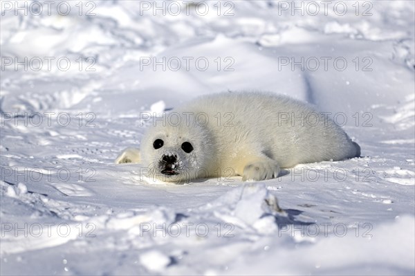 Harp Seal or Saddleback Seal (Pagophilus groenlandicus