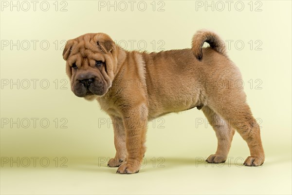 Shar-Pei