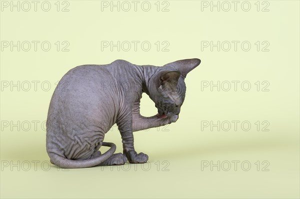 Donskoy cat or Don Sphynx