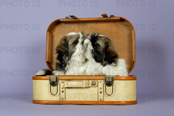 Two Shih Tzu puppies