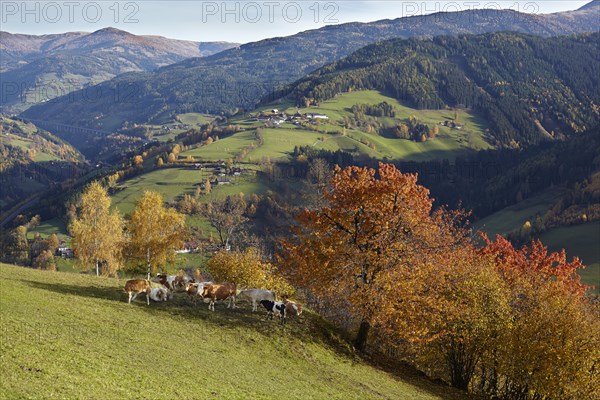 Autumnal pasture in Liesertal at Eisentratten