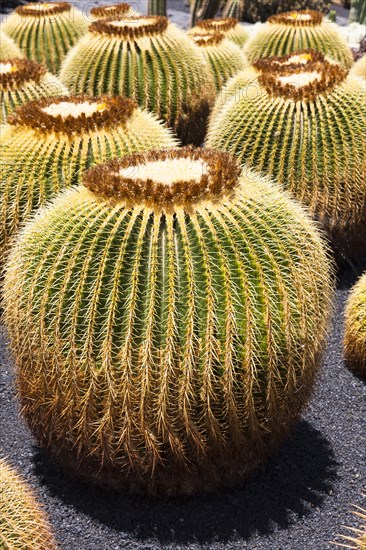 Giant Barrel Cactus (Echinocactus platyacanthus)