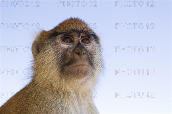 Patas Monkey (Erythrocebus patas)