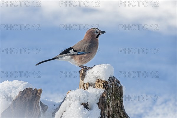 Jay (Garrulus glandarius)