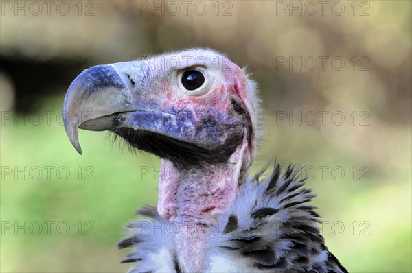 Lappet-faced Vulture (Aegypius tracheliotus syn Torgos tracheliotus)