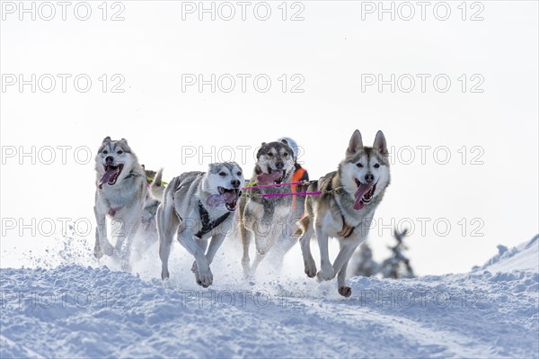 Sled dog racing