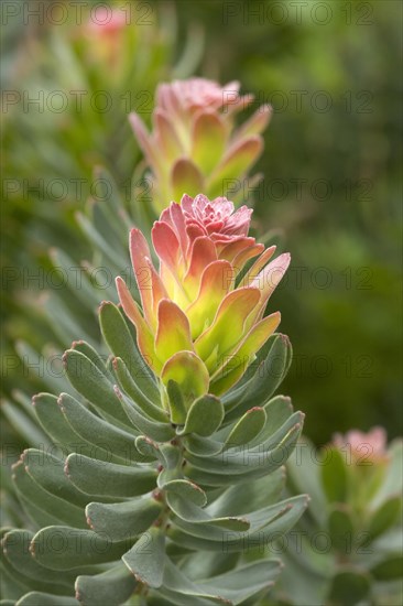 Red Mimetes (Mimetes cucullatus)