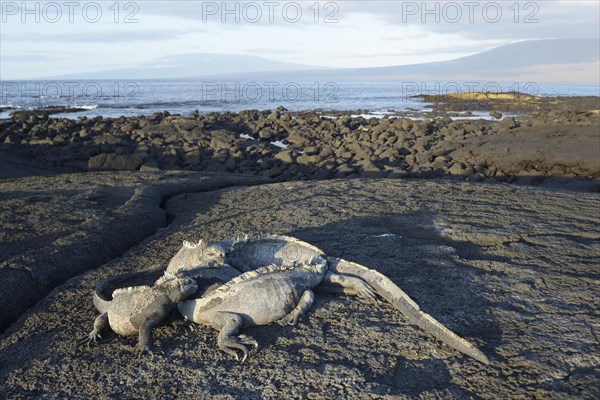Marine Iguanas (Amblyrhynchus cristatus) on lava rock