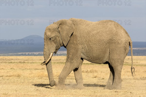 African Elephant (Loxodonta africana) adult