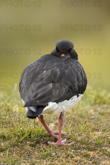 Eurasian Oystercatcher (Haematopus ostralegus) adult