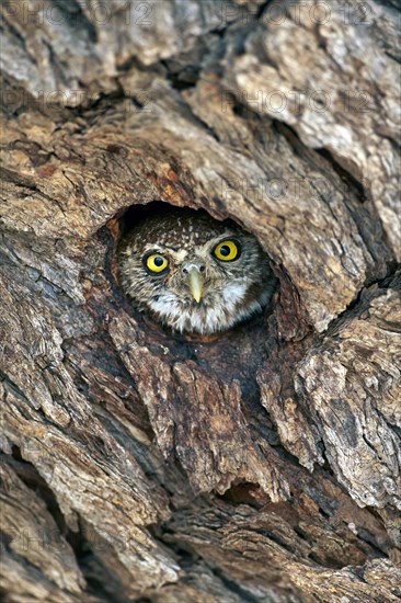 Pearl-spotted Owlet (Glaucidium perlatum) adult