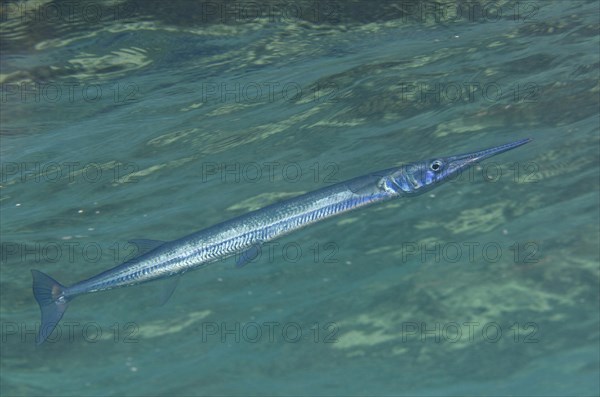 Reef Needlefish (Strongylura incisa)