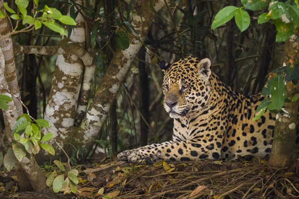 Jaguar (Panthera onca)