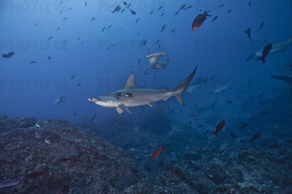 Scalloped Hammerhead Shark (Sphyrna lewini)