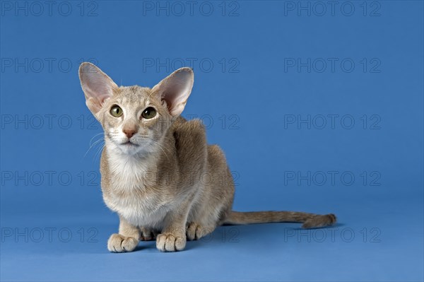Oriental Shorthair cat