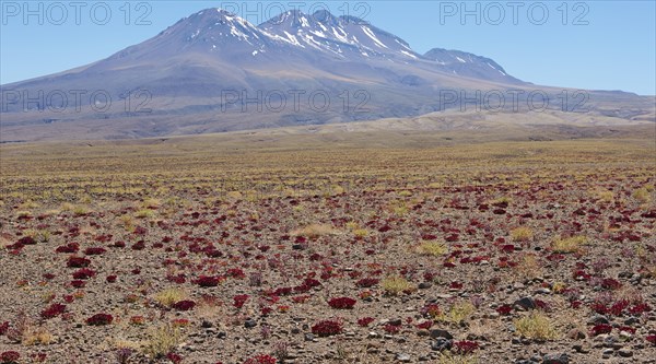 Atacama Desert