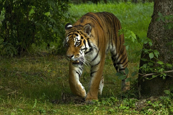 Tiger (Panthera tigris)